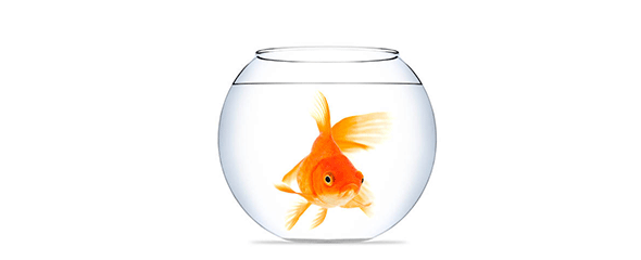 blog-officeblog-goldfisch